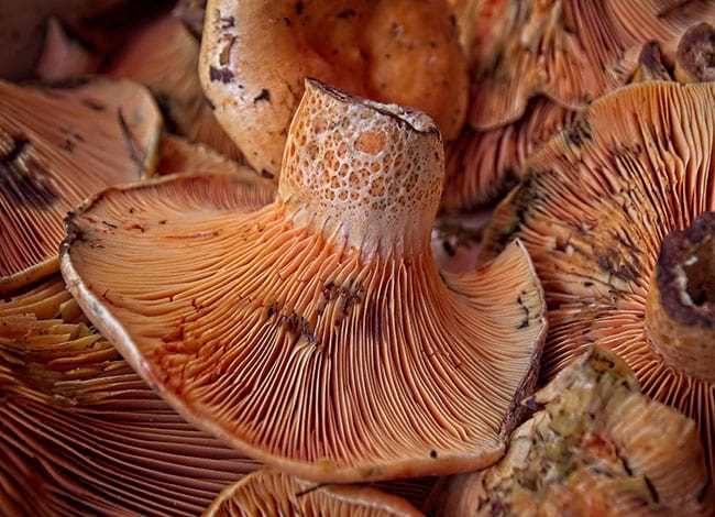 Premi millor col·lecció del XVI Ral·li Fotogràfic, tema Textures. Autor: Joan Legaz Pons