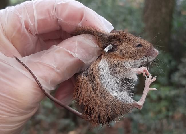 Exemplar de ratolí lleonat (<i>Apodemus flavicolis</i>). Autor: Marçal Pou Rossell / MCNG