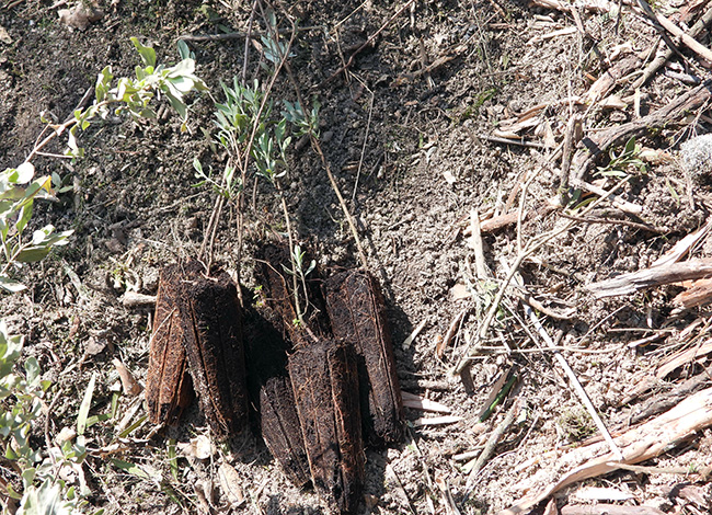 Plantes d'estapa arenal. Autor: Jordi Rofes / Servei de Fauna i Flora