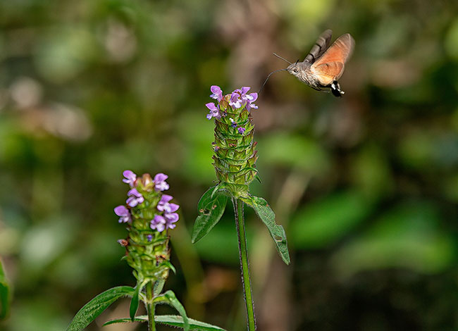 El tercer premi se l'ha endut la fotografia 