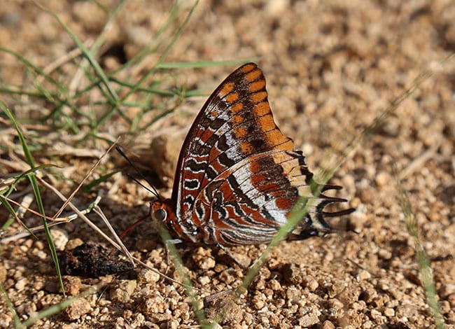 Papallona de l’arboç (Charaxes jasius). Autor: Pedro Cruz