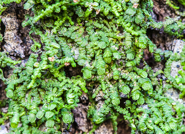 Frullania dilatata. Autor: Miquel Jover
