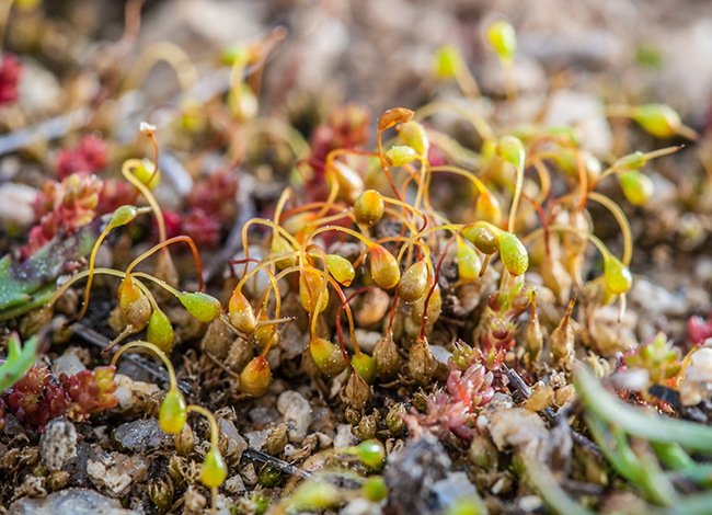 Funari hygrometrica. Autor: Miquel Jover