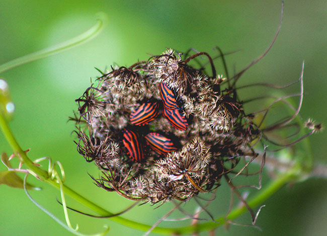 El premi del públic ha estat per la fotografia 