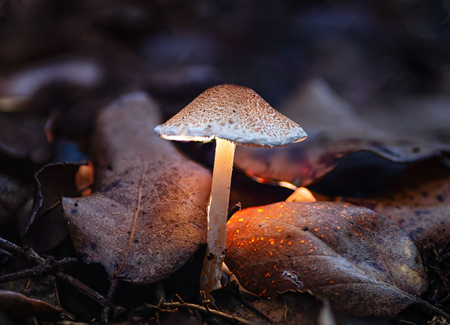 El segon premi ha estat per la fotografia 