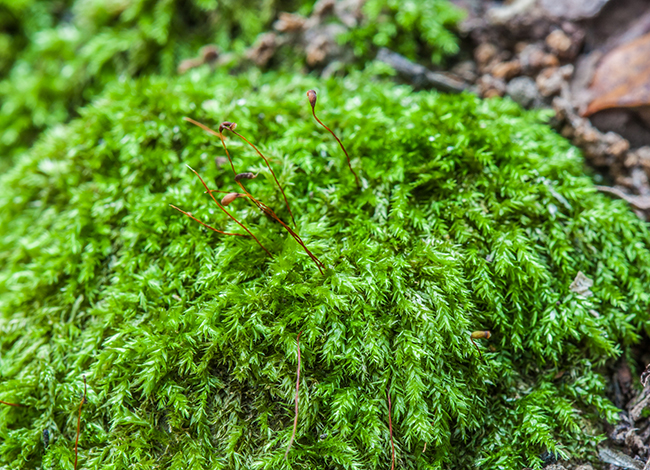 Rhynchostegium confertum. Autor: Miquel Jover