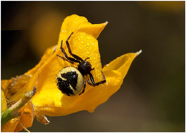 3r premi “Groc i negre”, de Manel Sánchez Lambies