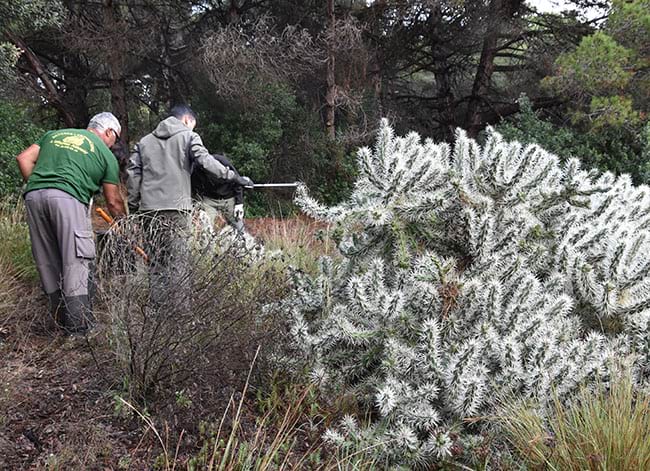 Brigada de Forestal catalana treballant a can Cortès d'Alella. Autor: XPN