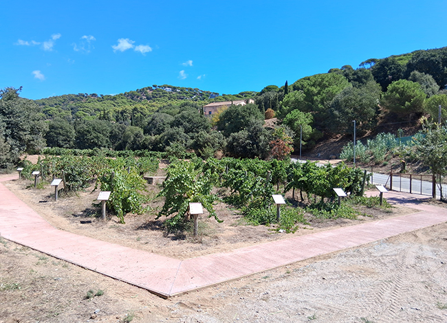 L'itinerari al voltant de la vinya. © XPN