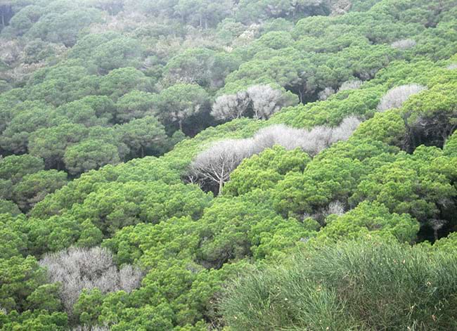 Pineda al Parc de la Serralada Litoral. Autor: XPN