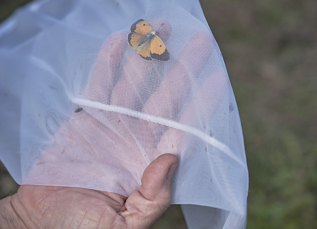 Transsecte de papallones al Parc de la Serralada Litoral. Autor: Oriol Clavera / Diputació de Barcelona