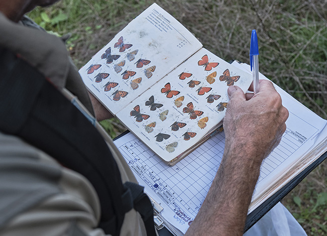 Identificant papallones al Parc de la Serralada Litoral. Autor: Oriol Clavera / Diputació de Barcelona