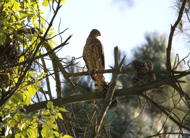 Exemplar d'astor vist al Parc de la Serralada Litoral. Autor: Francesc Xavier Macià Valverde
