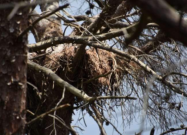 Un dels nius seguits al 2023, sense presència d'astor. Autor: XPN