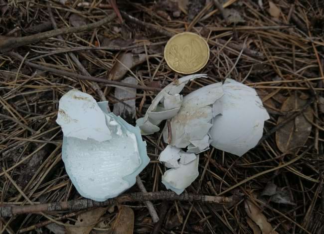 Les restes d'ous o de plomes són signes de presència dels rapinyaires. Autor: XPN