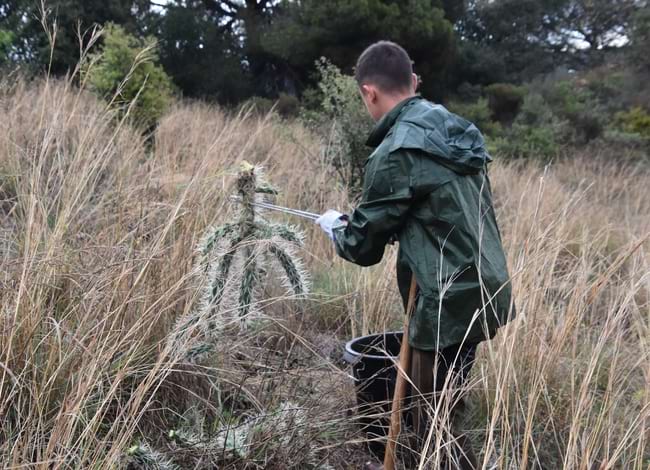 Un dels membres de la Brigada amb les pinces subjectant una <i>Cyllindropuntia</i>. Autor: XPN