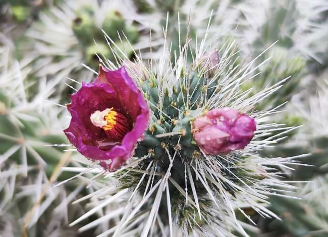 <i>Cyllindropuntia</i> florida. Autor: XPN