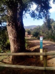 Alzina surera de Burriac. Autor: CPSL