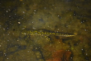 Tritó verd adult. Autor: CPSL