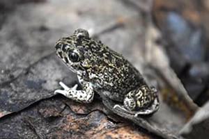 Gripau d'esperons jove. Autor: CPSL