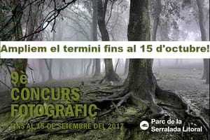 Bosc misteriós (1r Premi 2016). Autor: Diego Mora