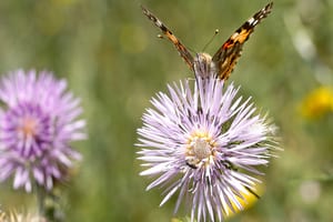 'Libant' - Premi del públic. Autora: Bàrbara Lara Fernández