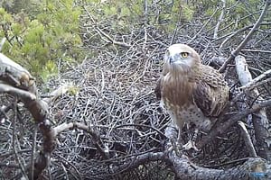 Àguila marcenca al niu. Autor: canal Youtube Astor CPSL