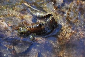 Exemplar de tritó verd. Autor: CPSL