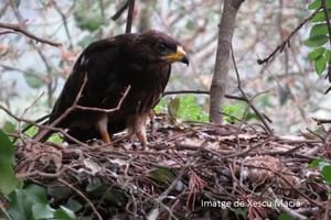 Autor: Xesco Macià / FCRi