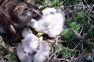 Femella amb els pollets. Autor: CPSL