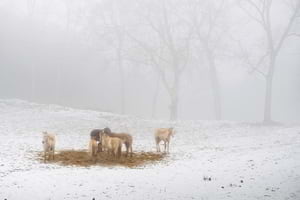 1r premi: 'Junts dins la boira'. Autor: Xavier Rafanell Jacas