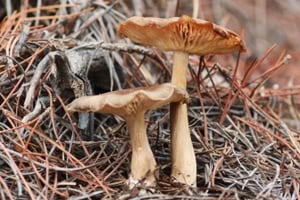 'El color de la tardor' (detall). Autora: Aina Puigcerver