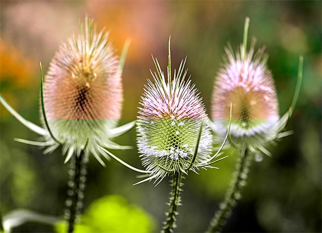 José Antonio Ríos Robles