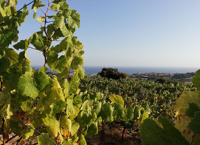 Sílvia Acién Torres