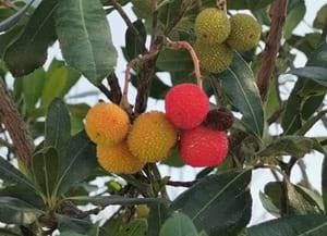 1r premi infantil. Autor: Eloi Puerto Fernàndez