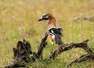 1r premi. Autor: José Antonio Rios Robles