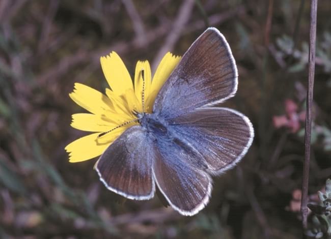 Papallona observada durant el seguiment CBMS al Parc<br />de la Serralada Litoral. Autor: XPN