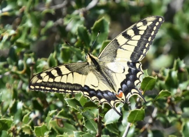 Papallona identificada durant un seguiment del CBMS al<br />Parc de la Serralada Litoral. Autor: XPN