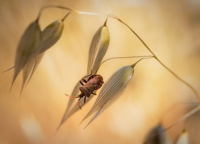 'Lamparitas', imatge guardonada amb el 1r premi. Autor: Jordi Ventura Carbó