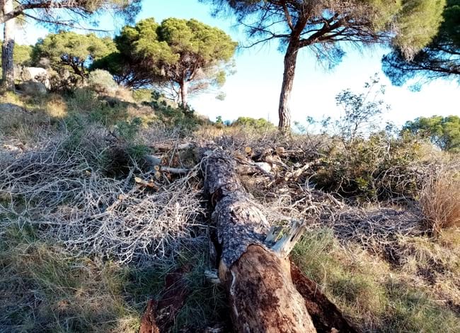 Intervenció per eliminar els pins pinyers que van morir anys enrere per la plaga del 'Tomicus destruens'. Autor: Ajuntament de Teià