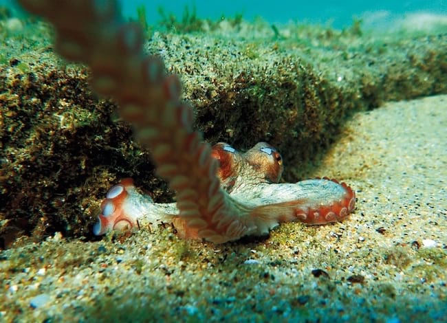 Una de les imatges que formen part de la mostra fotogràfica. Autor: Xavier Vidal