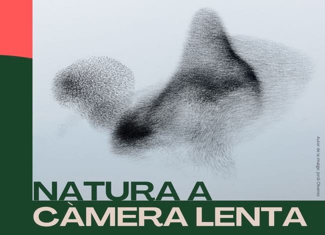 Detall del cartell. Autor: Societat Catalana de Fotògrafs de Natura (SCFN)