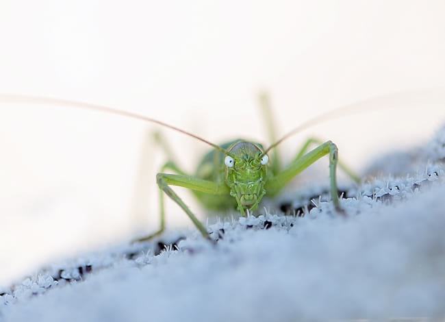 'Mirada', la imatge de la campanya d'elaboració del catàleg virtual. Autor: José Antonio Ríos Robles