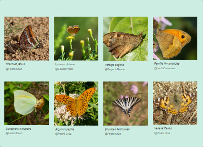 Lepidòpters (papallones), a la web de la col·lecció. Autor: XPN