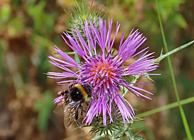 La fauna i la flora del Parc també encapçalen algunes de les activitats del programa de Passejades guiades. Autoria: XPN