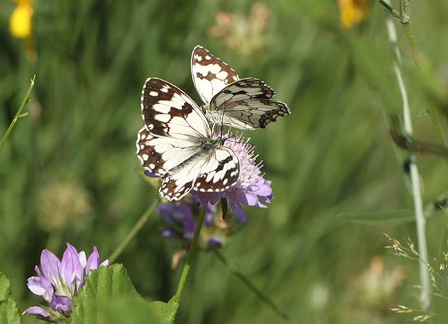 Exemplars de la papallona escac ibèric (<i>Melanargia lachesis</i>). Autor: Fernando Carceller