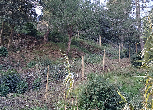 Aquest tancament correspon a una prova pilot de silvopastura a Tiana. Autoria: XPN