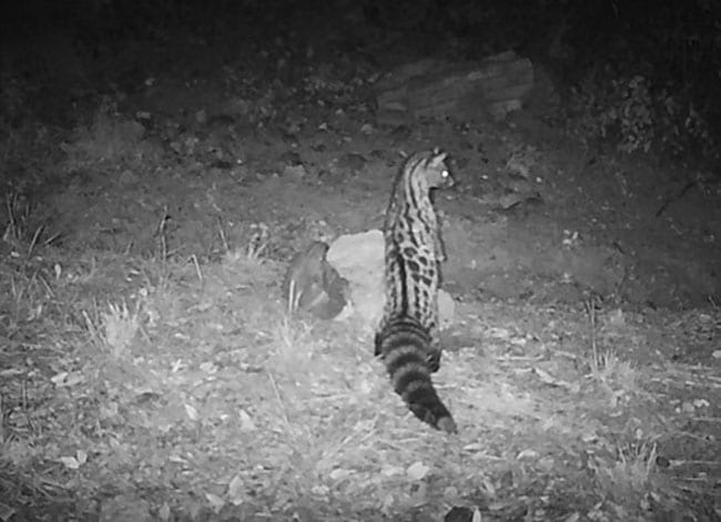 Imatge d'una geneta captada per una càmera. Autor: Felis-ICHN