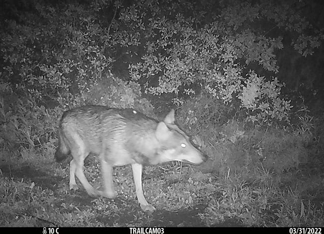 El llop, en la imatge captada per fototrampeig. Autor: Oscar Franco