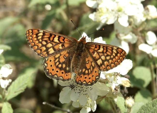 Les papallones de la serralada de Marina, protagonistes d'una de les activitats. Autor: Fernando Carceller
